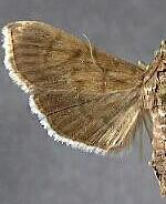 Rhectocraspeda periusalis