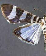 Lypotigris reginalis