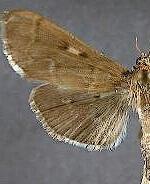 Herpetogramma sphingealis