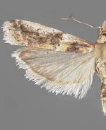 Ancylosis bonhoti