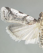 Lascelina pedernalensis