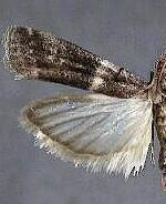 Caudellia floridensis