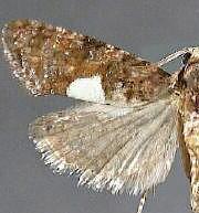 Ecdytolopha palmetum