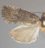 Gymnandrosoma orarum