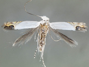 Leucoptera coffeella