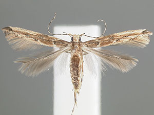 Anatrachyntis simplex