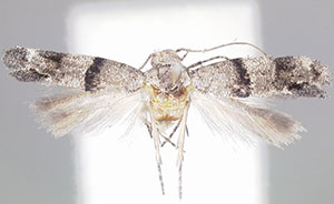 Nealyda grandipinella