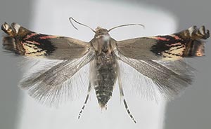 Calliprora leucaenae