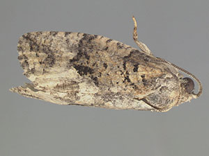 Gymnandrosoma orarum