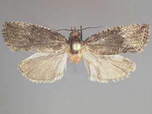 Gymnandrosoma orarum