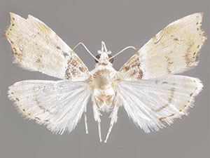 Ennomosia basale