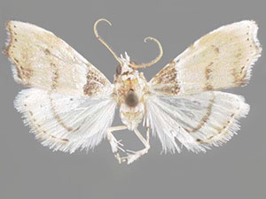 Ennomosia basale