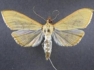 Epicorsia oedipodalis