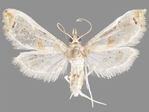 Neoleucinodes torvis