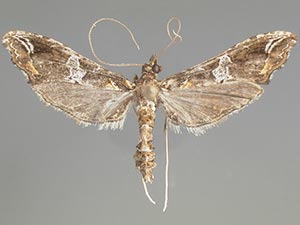 Lineodes triangulalis