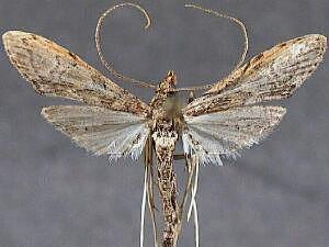 Atomopteryx solanalis