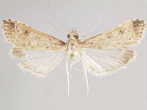 Nomophila triticalis