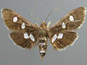 Desmia subdivisalis