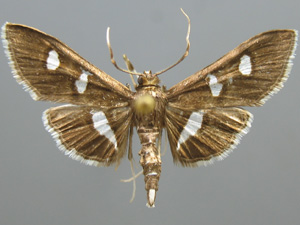 Desmia subdivisalis