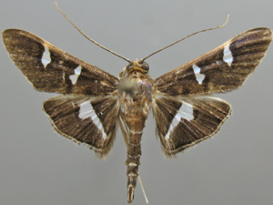 Desmia deploralis