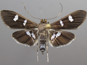 Desmia ploralis