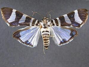 Lypotigris reginalis