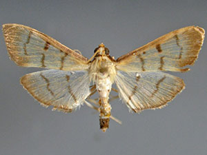 Herpetogramma stramineata