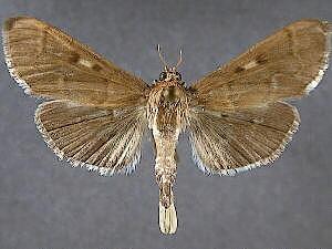 Herpetogramma sphingealis