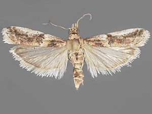 Ancylosis bonhoti