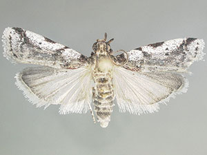 Lascelina pedernalensis