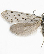 Greya piperella