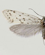 Greya piperella