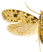 Amydria brevipennella