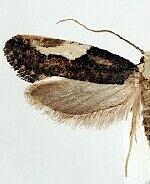 Monopis longella