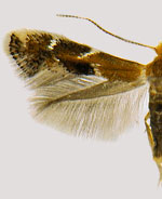 Bucculatrix eupatoriella