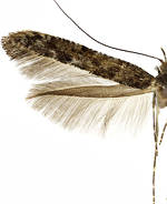 Caloptilia suberinella