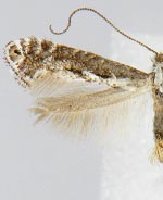 Parornix arbutifoliella