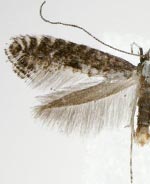 Parornix dubitella