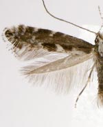 Parornix obliterella