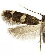 Oegoconia deauratella