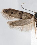 Hypatopa simplicella