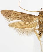 Holcocera crassicornella