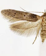 Holcocera crassicornella