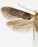 Holcocera crassicornella