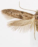 Hypatopa punctiferella