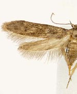 Hypatopa spoliatella