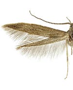 Coleophora texanella