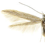 Coleophora granulatella