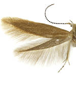 Coleophora vitisella