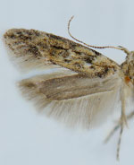 Symmetrischema pallidochrella